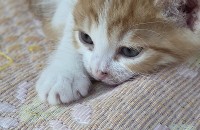 아기 새끼 냥이