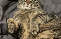 개냥이 고등어 분양합니다