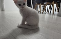 강릉 새끼고양이