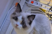 렉돌 8개월차 고양이 무료분양 합니다