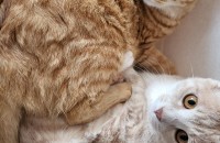 쌍둥이 입양보내요^^♡