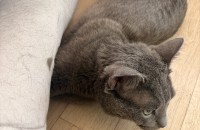 사랑으로 키워주실분이요