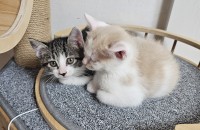 가족이 되어주세요