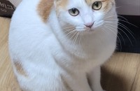 고양이 무료분양 합니다