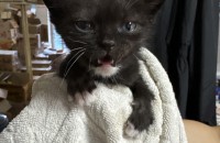 아기 고양이 무료분양합니다!
