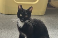 턱시도고양이 입양