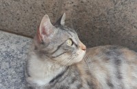 청주 도서관 유기냥이 분양합니다.