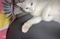 미묘 터키쉬앙고라 암컷 고양이