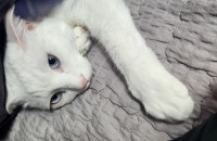 터키쉬앙고라 암컷고양이 사랑으로길러주실분찾아요