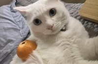 미묘의 순한 암컷 고양이 가족찾아요