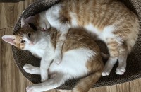 4개월 치즈코숏 형제 입양처 찾습니다