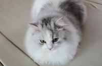 2년 5개월된 노르웨이 숲 고양이 남아 분양합니다.