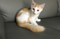 코리안숏헤어 4개월 수컷분양합니다.