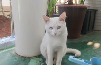 너무너무 예쁜아이 입양 보냅니다!