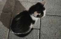 개냥이 입양보내요!