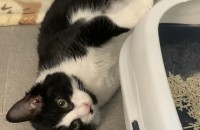 출구없는 매력 개냥이 무료분양