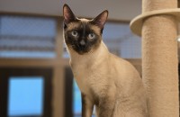 전주) 2살 중성화완료 남아 샴고양이 무료분양합니다