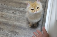 페르시안 친칠라 여아 2마리 분양