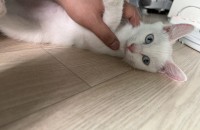 아기고양이 분양합니다.