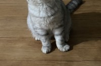 액조틱 고양이 분양합니다