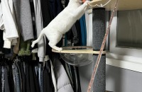 대전 고양이 분양