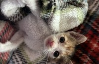 한달령 개냥이, 평생함께할 가족찾아요:-)