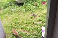 새끼 고양이 다섯마리 무료 분양 합니다.