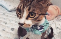 8개월 코숏 남아 분양합니다