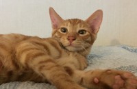 서울마포구 3개월4주차 치즈고양이 분양합니다