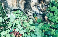 (서울) 학교에서 구조된 2달 여아 무료 분양합니다!