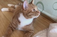 귀여운 뚱냥이 수컷 분양 보냅니다