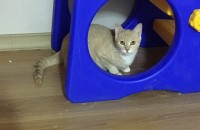 고양이 분양 보내려고 합니다