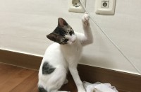 예쁜 애기 키워주실분 찾습니다