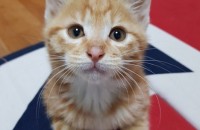 코숏 8개월 남아 분양보내요