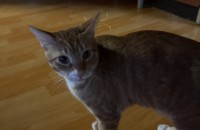 애교냥 코숏 가정분양합니다