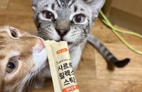 코숏 & 스노우뱅갈 8~10개월 평생가정 찾아요