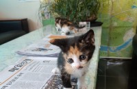 아기고양이 무료분양