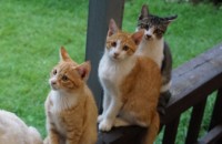 고양이 삼 형제 무료분양합니다