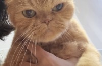 귀여운 고양이 폴드 양순이