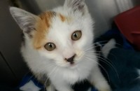 고양이 데려가실 분 구해요 암컷이고 3개월 조금 안됐고 밥잘먹고 건강상태 괜찮대요 6월 4일까지 보호기간이라…
