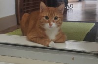 고양이 무료분양