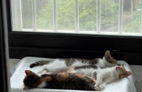 코숏 형제 3마리 무료분양