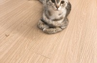 아메리칸숏헤어 믹스 고양이 1년6개월