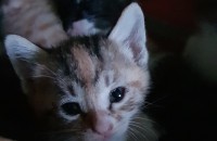 전남)가정집 새끼냥이 분양합니다