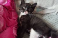 2개월 턱시도 아가씨