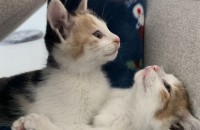 3개월 아깽이 분양합니다. (2마리, 남아여아)