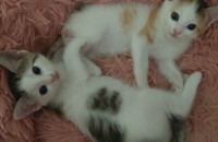 직접받은 2개월된 아기냥이 2마리 무료분양합니다.