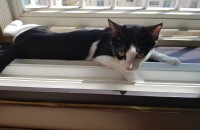 4개월 여아코숏 분양합니다. 지역-경기도 고양시