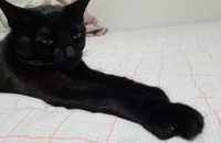 천안)))코숏 올블랙 남아 3살 무료분양합니다