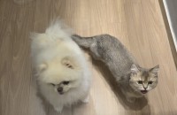 고양이 분양합니다